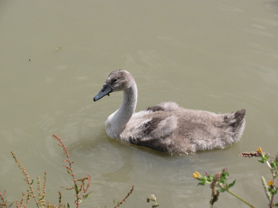 young black swan